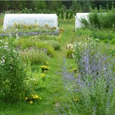 See actions taken by the people who manage and post content. Pdf Companion Planting And Insect Pest Control