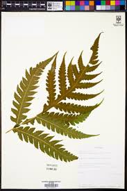 Image result for Tectaria gemmifera