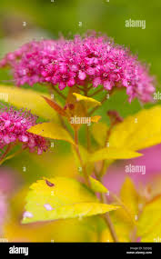 Image result for spirea japonica gold princess