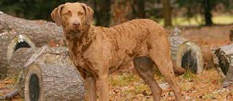 They are in the class of the best retrievers as they can hunt tirelessly. Chesapeake Bay Retriever Puppies For Sale Greenfield Puppies