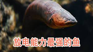 放电能力最强的鱼 电鳗 fish pet pets animals