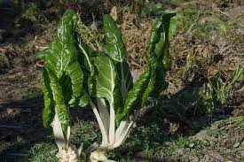 Fricassee De Blettes Comment Cuisiner Des Blettes Fraiches Recette En 2020 Blette Fruits Et Legumes Fruits