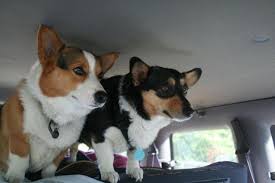 Browse thru our id verified puppy for sale listings to find your perfect puppy in your area. Cowboy Corgi Pets And Animals For Sale California
