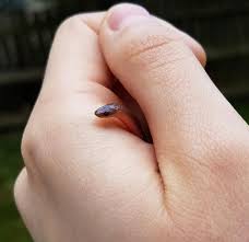 Documenting the life of philippine temple pit viper. This Tiny Dude Is Officially The Smallest Snake I Ve Ever Caught Held Snakes