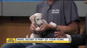 We did not find results for: Pet Of The Week Jacoby Is A 2 Month Old Labrador Retriever Mix Who Needs A Loving Home Youtube