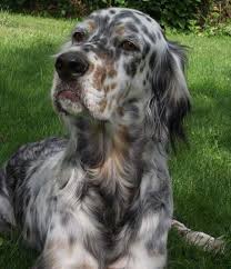 Black And White English Setter Puppies For Sale Click Visit Site And Check Out Best English Setter T Shirts This Website Is Top Notch Tip You Can Search Your Nam English Setter Dogs English Setter Dogs