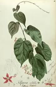 Image result for Telfairia