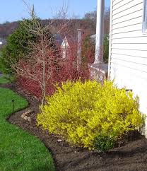 My Weeds Are Very Sorry April 2011 Landscaping Plants Outdoor Landscaping Garden Yard Ideas