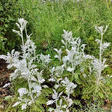 Image result for Jacobaea maritima