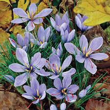 See more ideas about plants, flowers, bloom. Saffron Fall Crocus Grow Your Own Spice Michigan Bulb