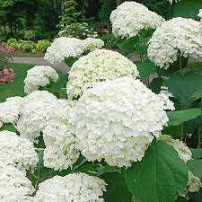 Hydrangea Arborescens Incrediball 1 Gallon Pot Planting Hydrangeas Hydrangea Arborescens White Flower Farm