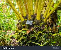 Image result for Marattiaceae