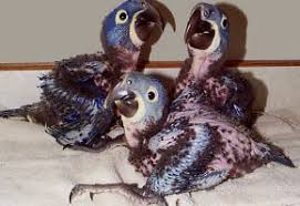 We did not find results for: Smallest Bird Largest Bird Fastest Bird Slowest Bird Birds Of A Feather B B