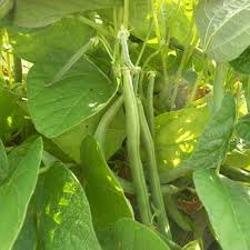 Maybe you would like to learn more about one of these? Bean Seeds Blue Lake 274 Vegetable Seeds In Packets Bulk Eden Brothers