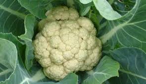 Image result for à¦«à§à¦²à¦à¦ªà¦¿