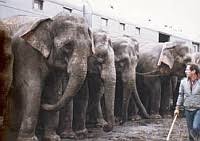 Animales no humanos: ¿Propiedad de los animales humanos? | Ecosofía