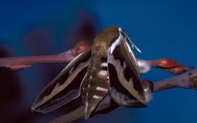 Image result for Hylebates