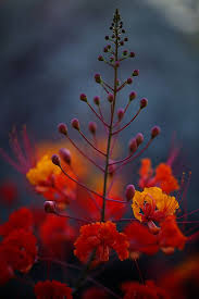 Mexican Bird Of Paradise Plant Varieties Myjoy4life Flowers Beautiful Flowers Plants