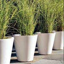 From short sedge grass, that works well as a border or in flower pots, to tall ornamental grasses that provide height to a landscape and can be used as a privacy hedge. Pin On Balcony Garden