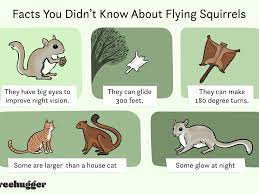 13 Interesting Facts About Flying Squirrels