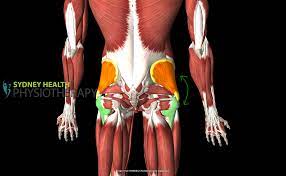 Bridging on ball — Sydney Health Physiotherapy