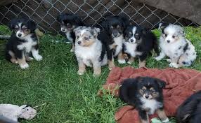 Here you will find our list of all australian shepherd breeders who are members of the site. Rustic River Ranch Miniature Australian Shepherd Breeder In Browerville Minnesota