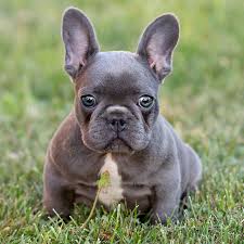 We at frenchie world are crazy french bulldog lovers with more than 20 years experience. Our Breeding French Bulldog Breed