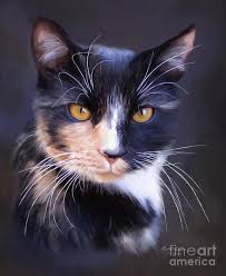 tortoiseshell by lena auxier cute cats and kittens cute animals beautiful cats
