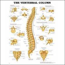 The Vertebral Column Paper Anatomy Bones Human Spine Anatomy