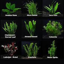 Kali ini, marsha nak kongsikan 5 jenis tumbuhan dalam bangunan yang sangat mudah dijaga dan susah untuk 'mati' menurut kajian yang dijalankan oleh pentadbiran aeronautik dan. Thread By Aizadfahmy Oleh Kerana Ramai Yang Minta Saya Buat Tutorial Untuk Aquascaping Semalam Saya Penuhi Permintaan Kawan Kawan Pagi Ni Mesti Ramai Yang Tert