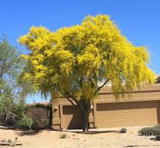 Carson, gardena, harbor city, lomita, palos verdes estates, palos verdes peninsula, rancho palos verdes, redondo beach, rolling hills, rolling hills estates, san pedro, torrance, and wilmington, ca. Summer Blooms April Showers Bring Golden Flowers
