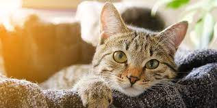 How do you know whether your bloating is a nuisance or a sign of something more worrisome? 9 Signs Your Cat Loves You How To Tell If Your Cat Loves You