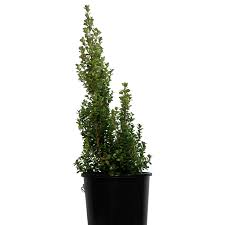 Image result for Myrsine africana