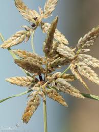 Image result for Pycreus flavescens