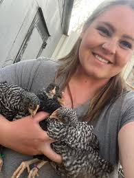 How to get chickens out of a chicken tractor?