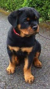 Pin By Ugur Duman On Especies De Animales En Todo El Planeta Rottweiler Puppies Rottweiler Dog Cute Baby Animals
