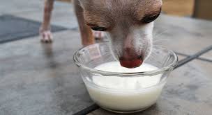Can Dogs Drink Milk Proud Dog Mom