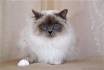 Birman Cat Breed Profile | Petfinder