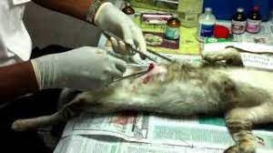 We did not find results for: Pembedahan Mandulkan Kucing Youtube