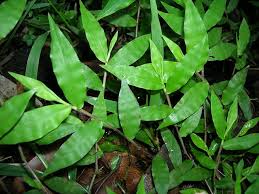 Image result for Oplismenus compositus