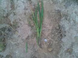 Image result for Oryza barthii