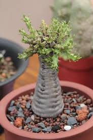 Image result for Euphorbia ramulosa