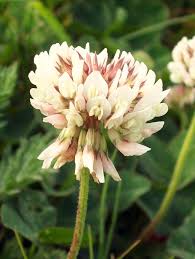 White Clover Trifolium Repens Feedipedia