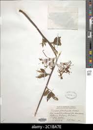 Image result for Turraea floribunda