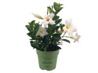 Image result for dipladenie sanderi obrázek