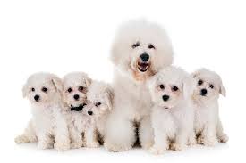 Bichon frise puppies for sale, bichon frise puppies, bichon frise dog & more. Bichon Frise Puppies For Sale Akc Puppyfinder