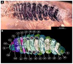 A big sumptuous woman 38g wedding night. Fly Palaeo Evo Devo Immature Stages Of Bibionomorphan Dipterans In Baltic And Bitterfeld Amber Peerj