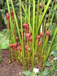 Image result for Etlingera