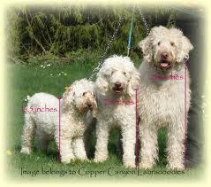 different size comparisons of the labradoodles labradoodle