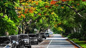 Uf fact sheet (121kb pdf) 15. Gardening The Flowering Trees Of Florida